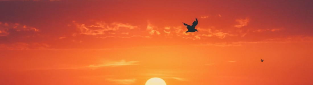 bird flying at sunset over lake davedicello v2