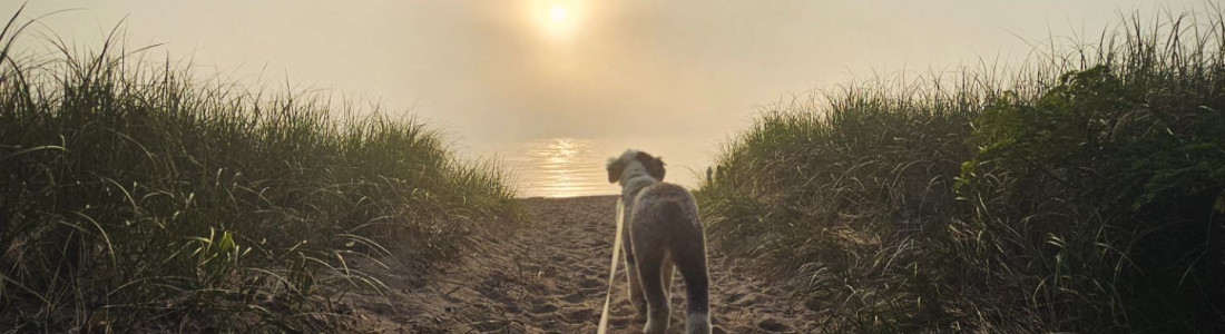 dog at presque isle credit rob.seaman1
