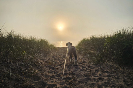 dog at presque isle credit rob.seaman1