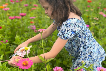 picking flowers PF flower festemelia.lawrence