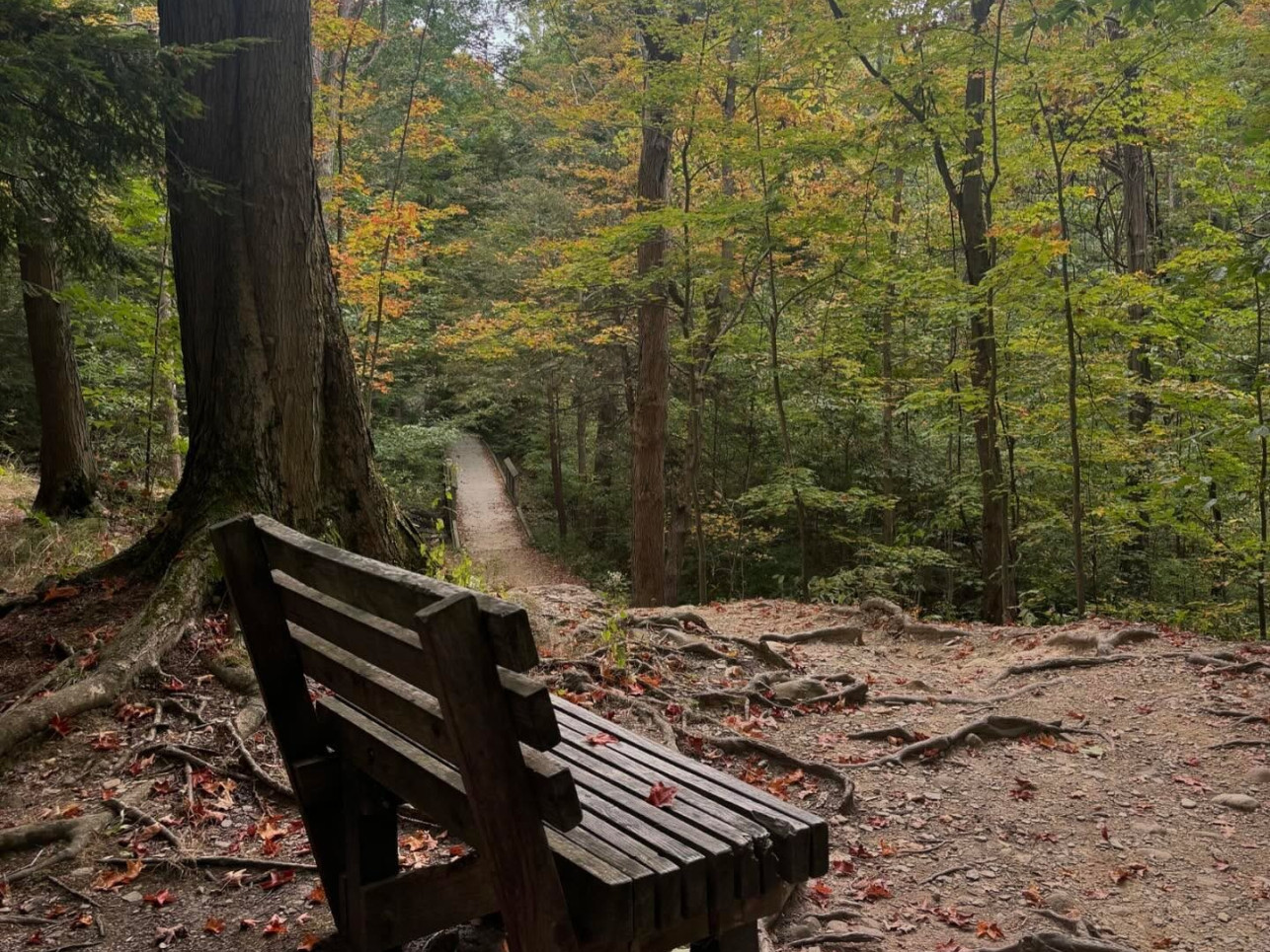 asbury woods bench overlooking foliage cropped for web bella.paige22