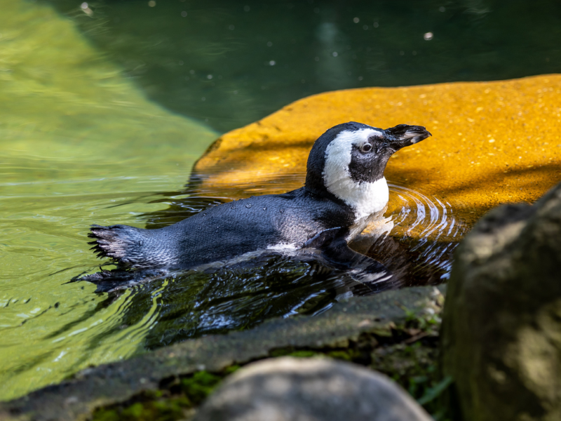Erie zoo spotlight v2